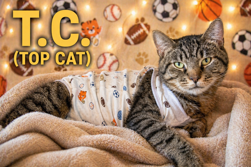 T.C. AKA TOP CAT (FCID 5/28/25-32 BPS) SN "ONSIE" - Tabby available for adoption