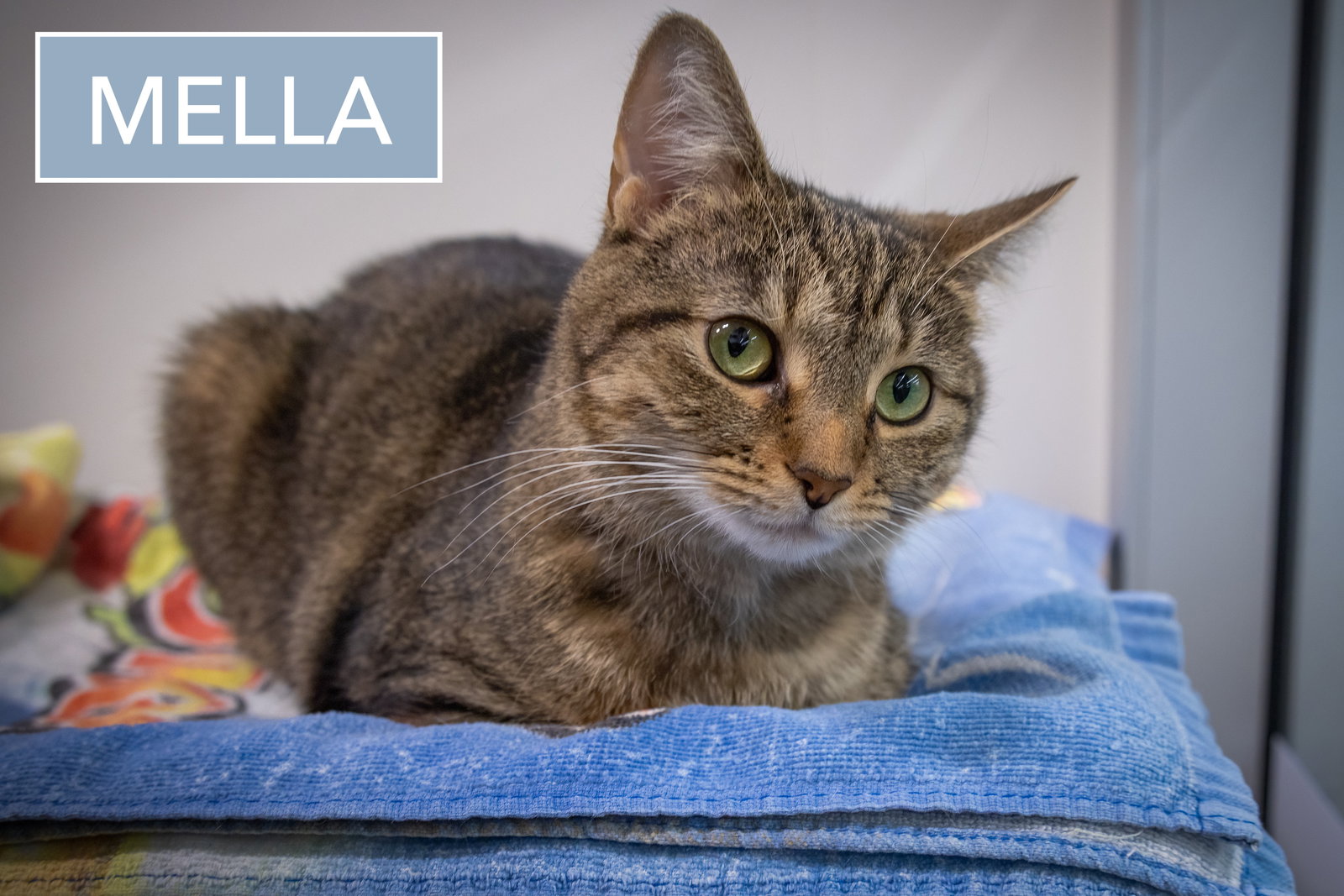 Mella (FCID# 06/02/2025 - 50 Brookhaven PS) C