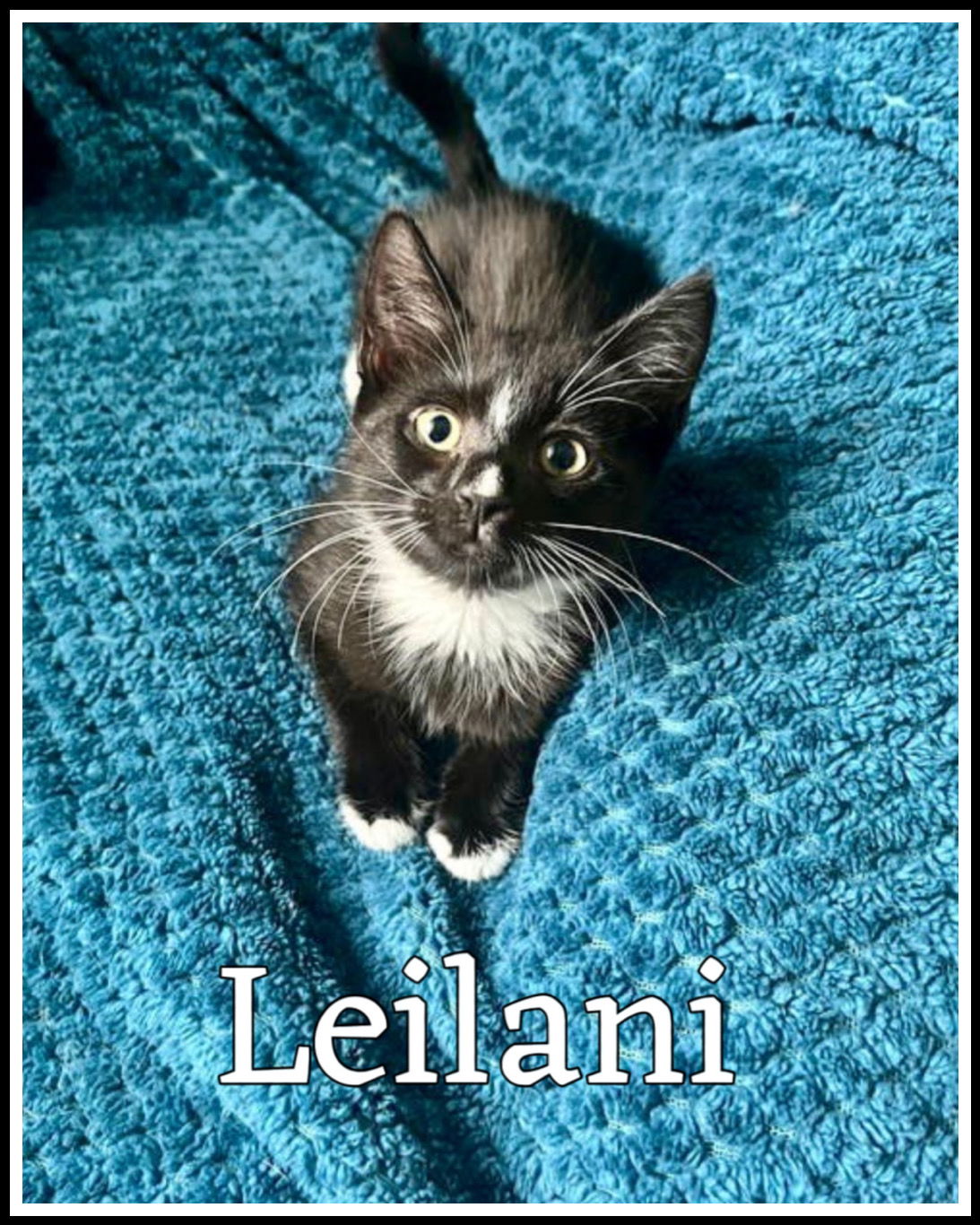adoptable Cat in Claymont, DE named Leilani (FCID# 05/19/2025 - 38) C