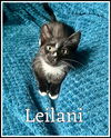adoptable Cat in  named Leilani (FCID# 05/19/2025 - 38) C