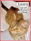 adoptable Cat in  named Laura, Willow Grove, PA (FCID# 04/17/2025-110)