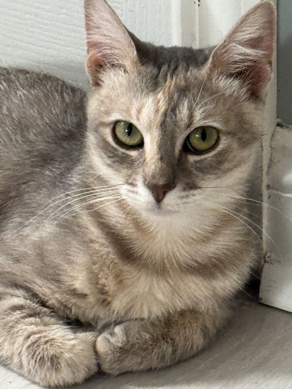 adoptable Cat in Brookhaven, PA named Daphne (FCID# 05/22/2025 - 56 Millsboro PS)