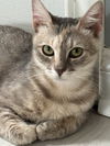 adoptable Cat in , PA named Daphne (FCID# 05/22/2025 - 56 Millsboro PS)
