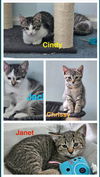 adoptable Cat in , PA named Three