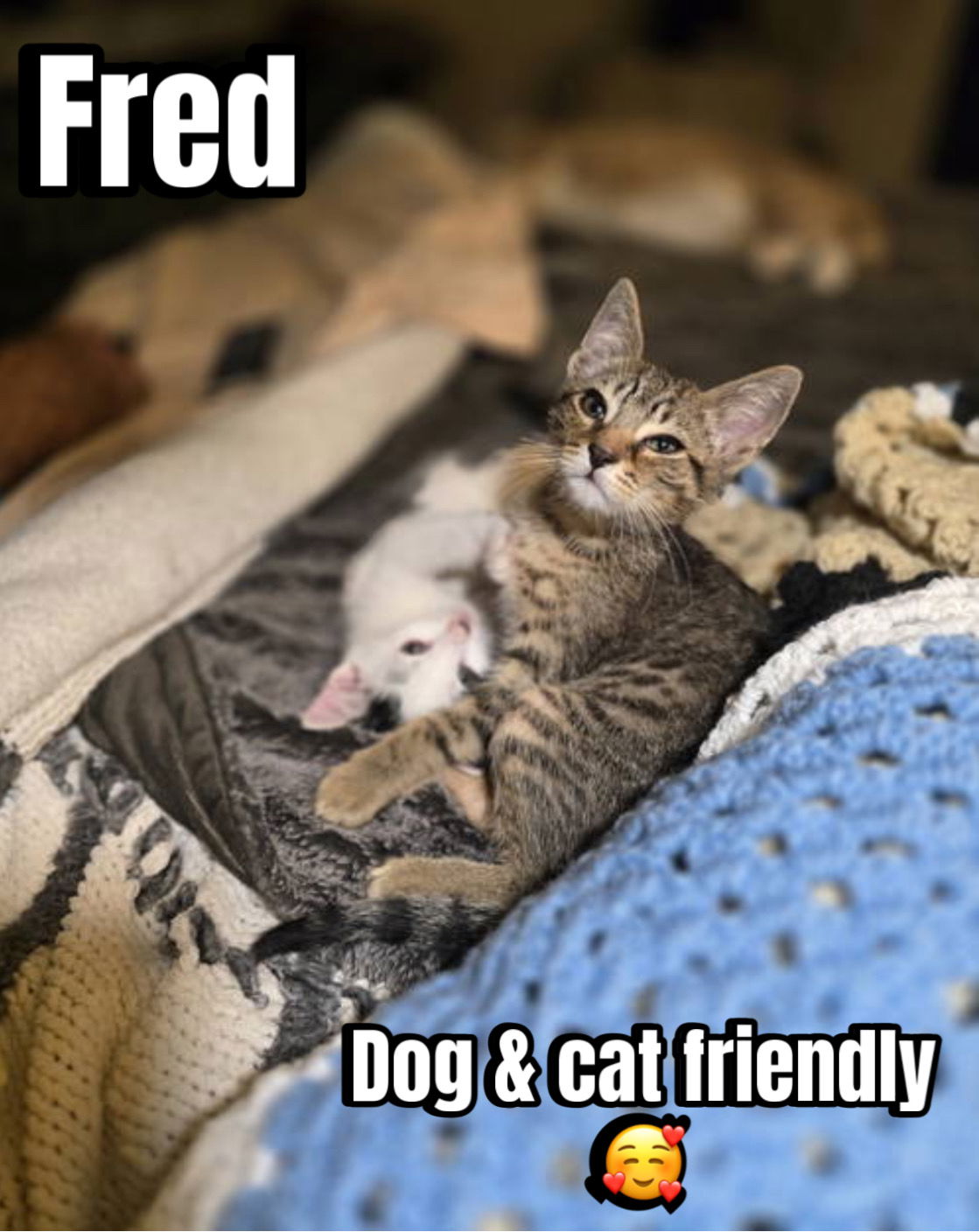 adoptable Cat in Willow Grove, PA named Fred, Willow Grove Area, (FCID 05/29/2025-1) DC22)