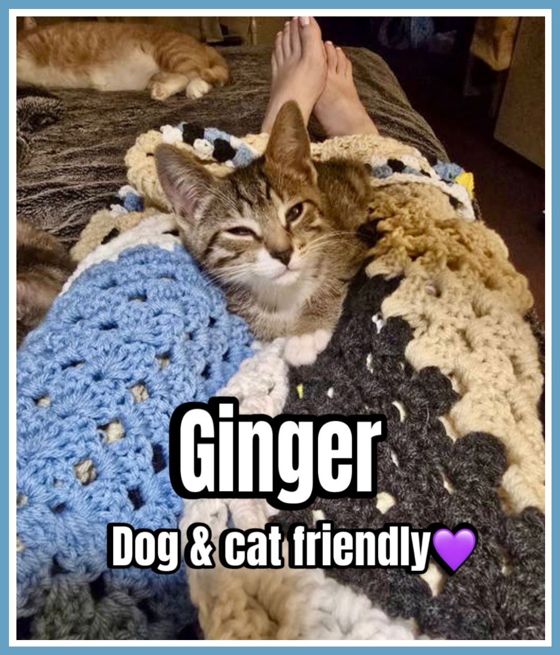 adoptable Cat in Willow Grove, PA named Ginger, Willow Grove Area, (FCID 05/29/2025-121)DC