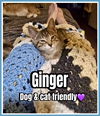 adoptable Cat in willow grove, PA named Ginger, Willow Grove Area, (FCID 05/29/2025-121)DC