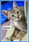 adoptable Cat in , PA named Gypsy, Willow Grove Area, (FCID 06/12/2025-119)