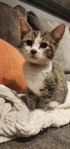 adoptable Cat in , PA named Red, Willow Grove Area (FCID 06/17/2025-118) KDC