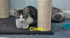 adoptable Cat in west chester, PA named Cindy (FCID# 06/16/25-99 West Chester foster) KC