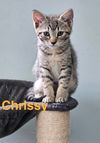 adoptable Cat in west chester, PA named Chrissy: DMH (06/16/2025 - 100) KC