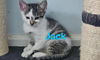 adoptable Cat in west chester, PA named Jack (FCID# 06/16/2025-505 West Chester foster) KC