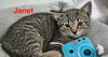 adoptable Cat in west chester, PA named Janet (FCID# 06/16/25-501 West Chester foster) KC
