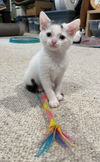 adoptable Cat in , PA named Luna, Jenkintown PS, (FCID 06/17/2025-137)