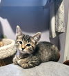 adoptable Cat in , PA named Teal, Willow Grove Area (FCID 06/17/2025-117) KDC