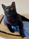 adoptable Cat in brookhaven, PA named Sasha (FCID# 05/22/2025 - 45 Brookhaven PS)
