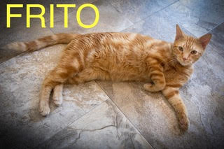 adoptable Cat in Marcus Hook, PA named Frito (FCID# 06/02/2025 - 76 Trainer)