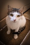 adoptable Cat in  named Pandia (FCID# 06/03/2025 - 542 Trainer)
