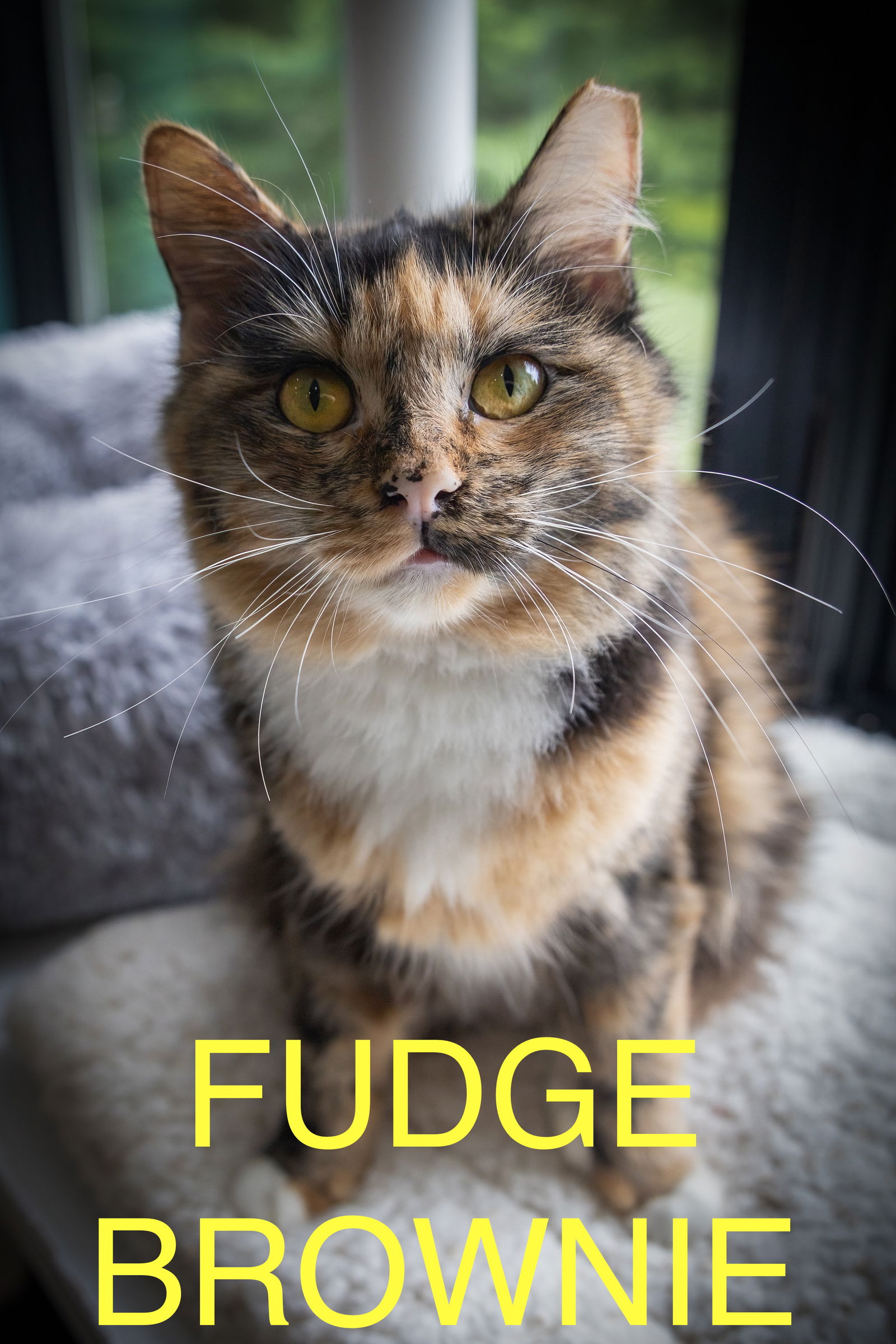 adoptable Cat in Marcus Hook, PA named Fudge Brownie: DMH (FCID# 06/09/2025 - 27 Trainer)