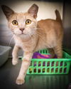 adoptable Cat in , PA named Marci (FCID# 05/12/2025 - 50 Glen Mills PS)