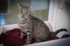 adoptable Cat in , PA named Trixie (FCID# 06/03/2025 - 541 Glen Mills PS)