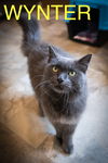 adoptable Cat in , PA named Wynter: DMH (FCID# 06/10/2025-531 Brookhaven PS) C