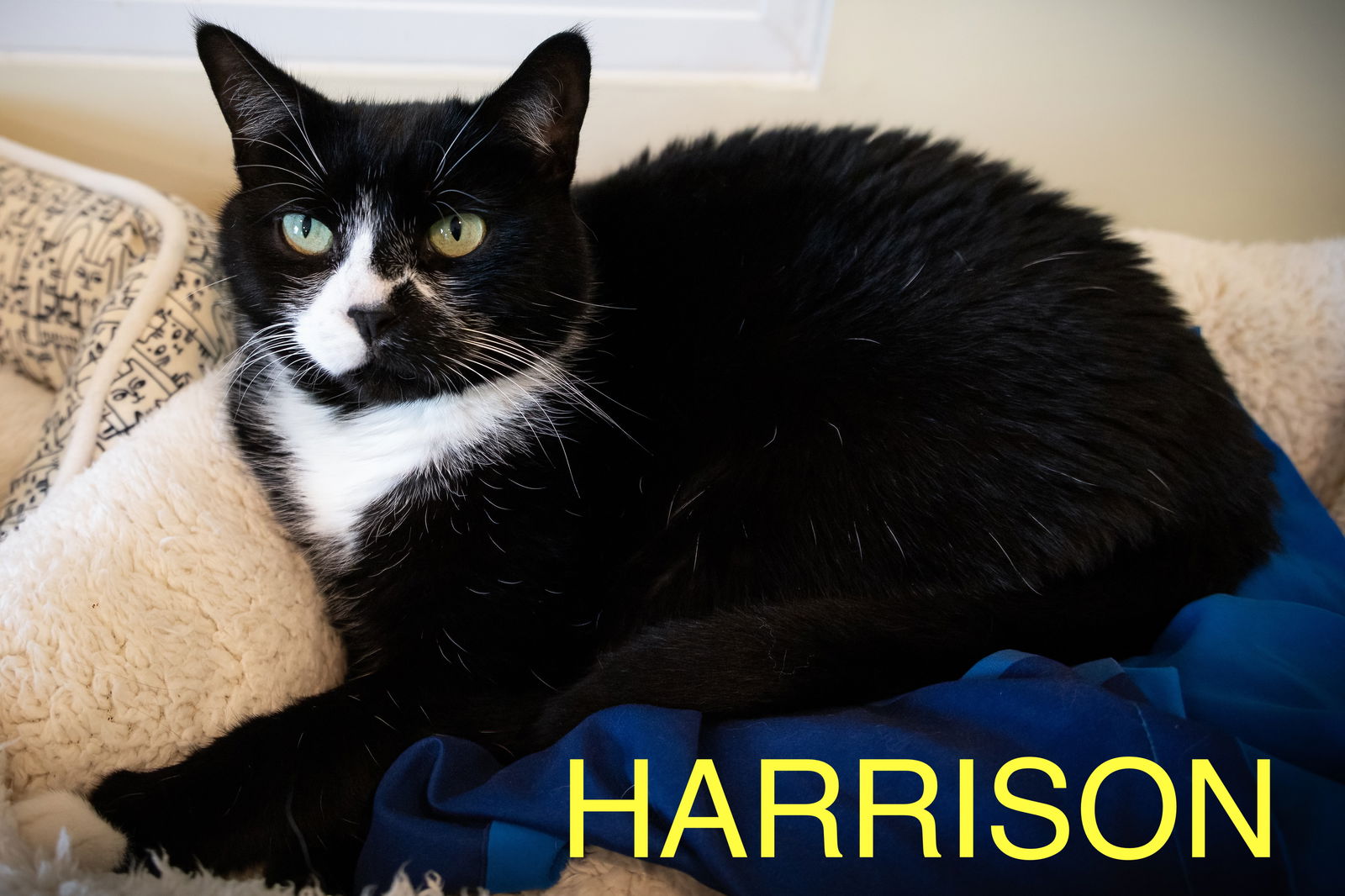 adoptable Cat in Marcus Hook, PA named Harrison (FCID# 06/09/2025 - 6 Trainer) C