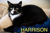 adoptable Cat in , PA named Harrison (FCID# 06/09/2025 - 6 Trainer) C