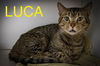 adoptable Cat in , PA named Luca (FCID# 06/10/2025- 527 Trainer)
