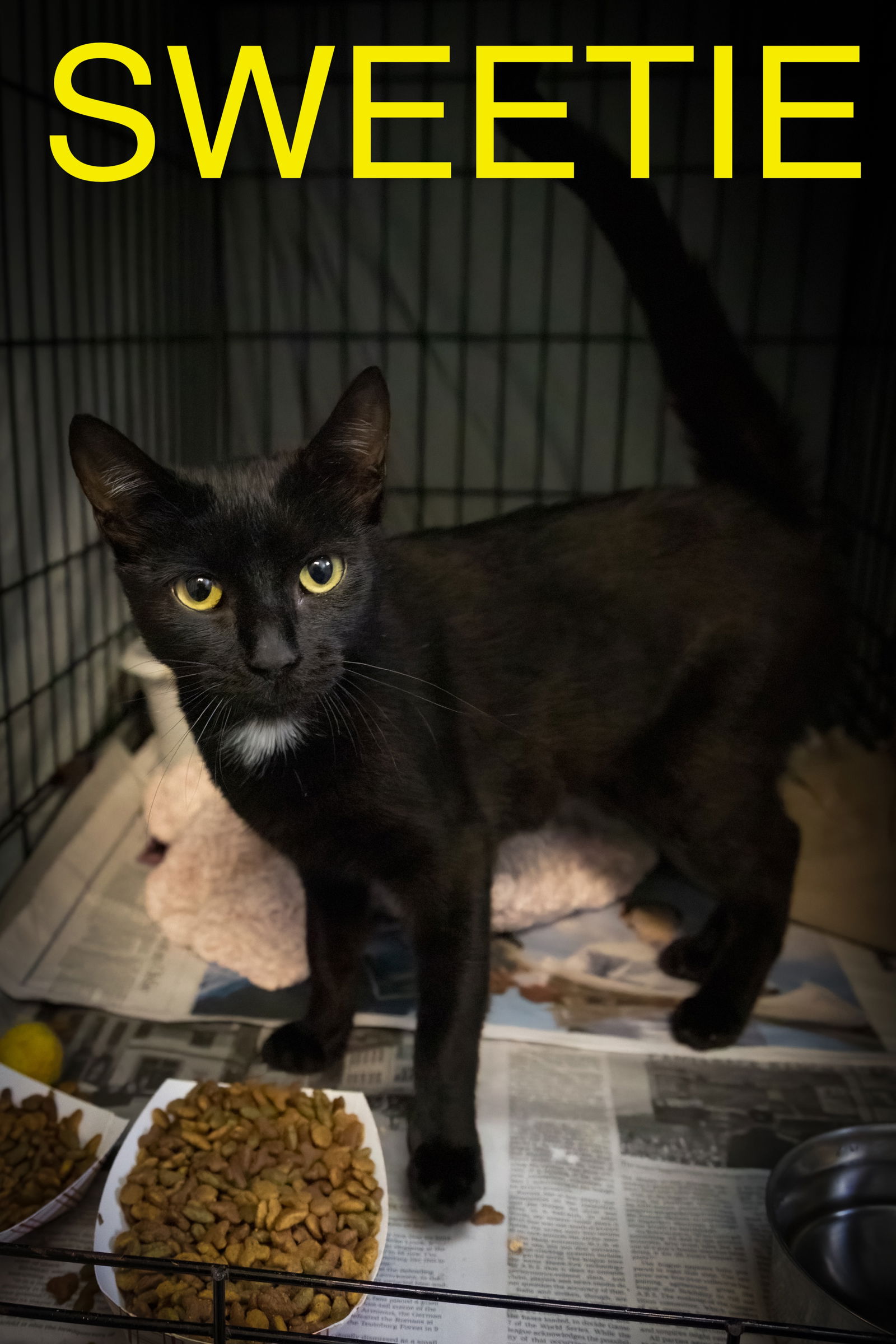 adoptable Cat in Marcus Hook, PA named Sweetie (FCID# 06/10/2025 - 12 Trainer) C
