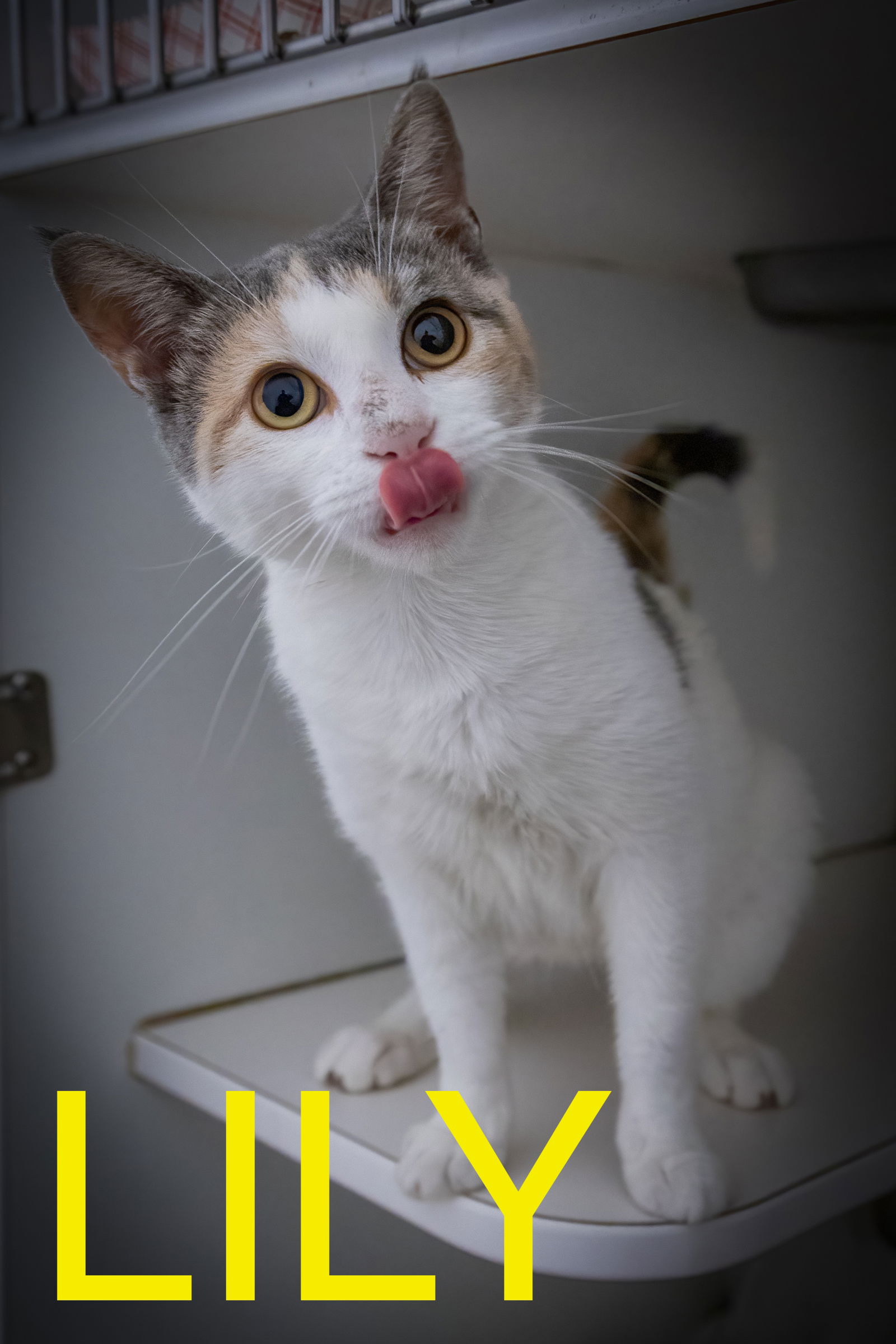 adoptable Cat in Marcus Hook, PA named Lily (FCID# 06/10/2025 - 540 Trainer)