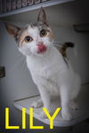 adoptable Cat in  named Lily (FCID# 06/10/2025 - 540 Trainer)