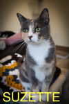 adoptable Cat in , PA named Suzette (FCID# 06/11/2025 - 25 Trainer) C