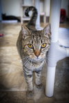 Sandy (FCID# 05/29/2025 - 3 Glen Mills PS) - Photo 4