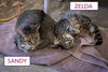 Sandy (FCID# 05/29/2025 - 3 Glen Mills PS) - Photo 3