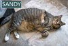 Sandy (FCID# 05/29/2025 - 3 Glen Mills PS) - Photo 2