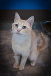 adoptable Cat in Marcus Hook, PA named Lima (FCID# 06/03/2025 - 10 Trainer)
