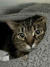 adoptable Cat in west chester, PA named Whisper (FCID# 06/07/2021 - 97)