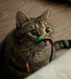 Whisper (FCID# 06/07/2021 - 97) C - Photo 3
