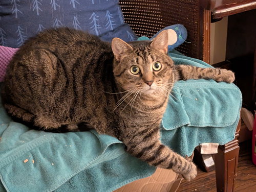 WHISPER (FCID# 06/07/2021 - 97) C - Tabby available for adoption