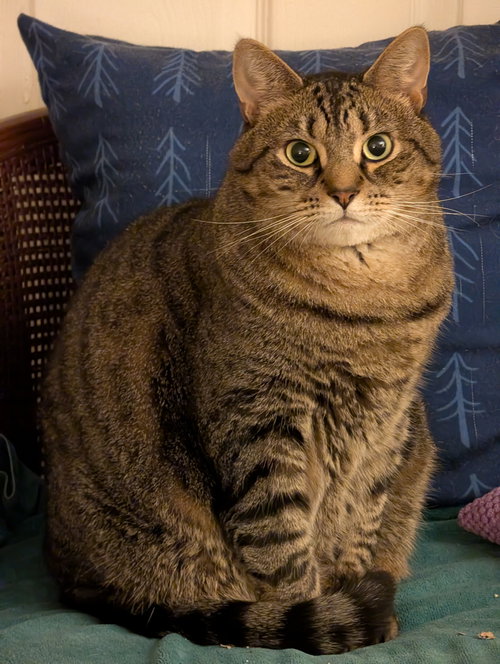 WHISPER (FCID# 06/07/2021 - 97) C - Tabby available for adoption