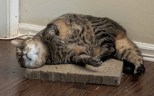 WHISPER (FCID# 06/07/21-97 GLEN MILLS PS)C,SN FOOD - Tabby available for adoption