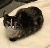 adoptable Cat in  named Annie, Willow Grove PS, (FCID 04/04/2025-128)