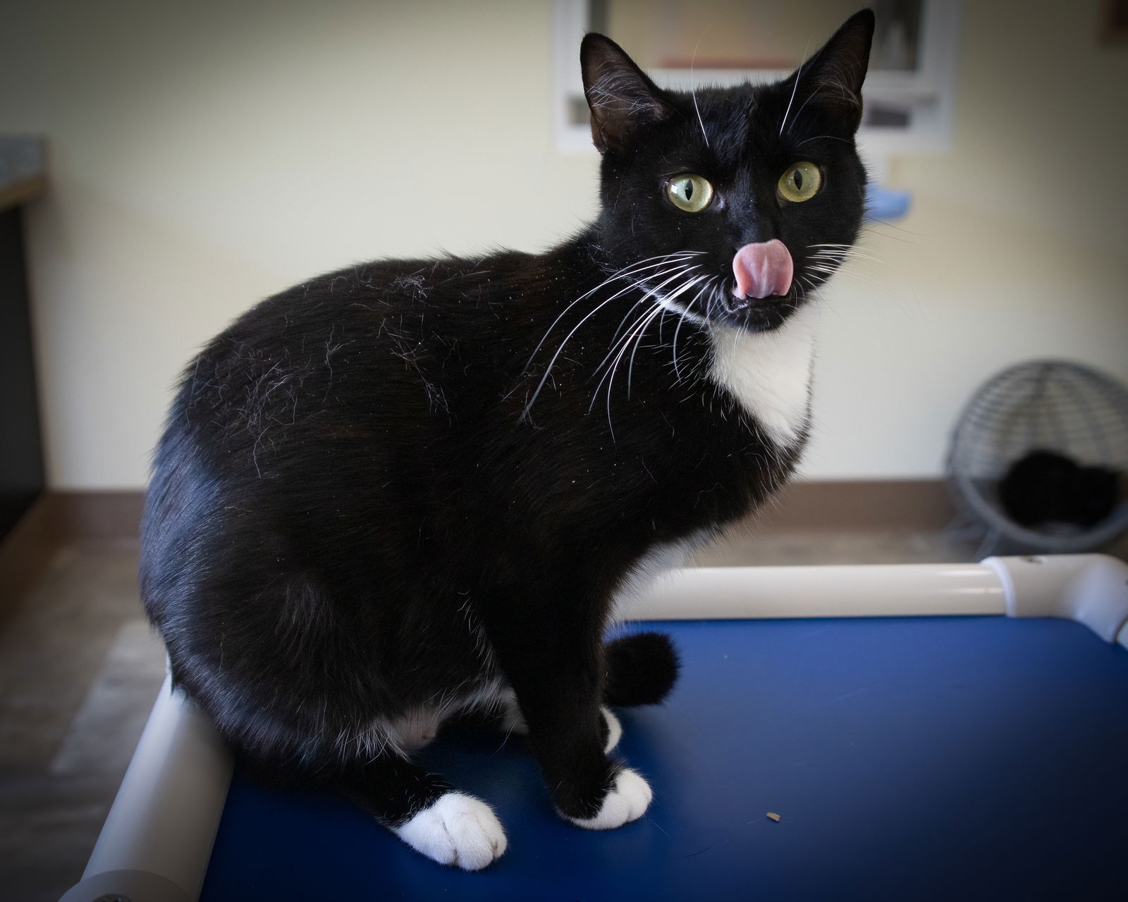adoptable Cat in Marcus Hook, PA named Eve (FCID# 06/16/2025 - 55 Trainer)