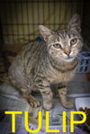 adoptable Cat in , PA named Tulip (FCID# 06/18/2025 - 21 Trainer)