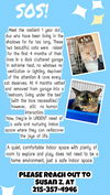 adoptable Cat in , PA named Shadow & Freddie (Willow Grove, PA)