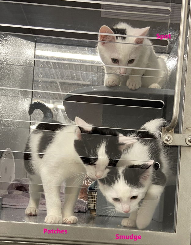 adoptable Cat in West Chester, PA named Patches, Spot & Smudge (West Chester PetSmart)