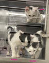 adoptable Cat in west chester, PA named Patches, Spot & Smudge (West Chester PetSmart)