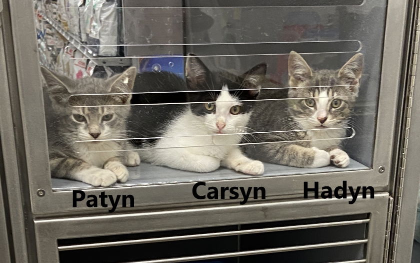 adoptable Cat in West Chester, PA named The Alley Boys (West Chester PetSmart) C