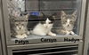 adoptable Cat in west chester, PA named The Alley Boys (West Chester PetSmart) C